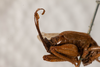 CollectionObject 1531180; c8e99a82-fa1e-4d8f-b358-7afaf3863422: female, lateral view (syntype). (CollectionObject).