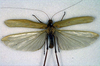 CollectionObject 1500504; 7475cafe-0429-4d15-a1b9-87fbabf6e217: male, dorsal view (syntype). (CollectionObject).