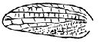 Nannotettix elongatus Brunner von Wattenwyl, 1895: Fig. 44. female left tegmen (length 4.8-6.2 mm). (Otu).