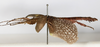 CollectionObject 1561350; 1adf552d-2146-4e4d-a9d2-f1cac6f562a3: copyright MHNG, Geneva. male, lateral view (holotype). (CollectionObject).