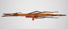 CollectionObject 1563527; 2846a930-93b0-4f85-90ad-10e5e80bb43b: copyright ZMHB, Berlin. female, dorsal view (holotype). (CollectionObject).