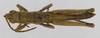 CollectionObject 1523718; 640a30a9-e7bc-455a-8d43-af129f3b8b2d: male, dorsal view (lectoytpe of Calamacris californica). (CollectionObject).
