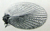 Pl. XXX. male right elytron from below. Depicts Schizodactylus inexspectatus (Werner, 1901), an Otu.