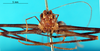 CollectionObject 1502445; ae67c707-787b-4d85-b8cf-c44899ad23c7: male, frontal view (lectotype). (CollectionObject).