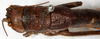 CollectionObject 1576660; NMW 11400, 1472b57d-4e77-4f96-a013-fda45a0e9f1f: female, dorsal view (syntype). (CollectionObject).