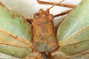 CollectionObject 1566635; NMW 7829, b6ae3cbc-3b96-4d5f-9695-628efb6fea0c: female, head and pronotum, dorsal view. (CollectionObject).