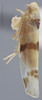 Habitus, lateral view on Empoa (Empoa) scripta (McAtee, 1919): Lateral. (Observation).