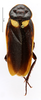 CollectionObject 1587225; MNHN(SF IMPORT DUPLICATE) MNHN-EP-EP1112, 09c75243-ee54-49a0-8a63-7d0bc9dfada0: CC BY-NC-ND 4.0/MNHN - Depraetere Marion - 2014. Non type, sex unknown. Specimen number: MNHN-EP-EP1112. http://coldb.mnhn.fr/catalognumber/mnhn/ep/ep1112. (CollectionObject).