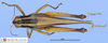CollectionObject 1514303; 682146b5-21be-4e20-ab0e-d8de25e1fe71, MLP3381/2: female, dorsal view (paratype). (CollectionObject).