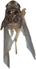 Habitus, dorsal view on Anufrievia akazu (Matsumura, 1932): Habitus. (Observation).