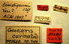 CollectionObject 1596428; a5763104-2c3d-46ca-a744-d70c839be89b: Geocoris carinatus - Holotype Labels (NMNH) - (CC BY-NC 3.0) - Photo by Pablo M. Dellapé with permission from the National Museum of Natural History (NMNH), Smithsonian Institution, Washington, D.C. (CollectionObject).
