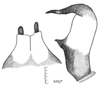 Dissonulichen (Dissonulichen) simplicipes simplicipes (Brunner von Wattenwyl, 1878): Pl. 4, Figs. 1,2. male subgenital plate and cercus. (Otu).
