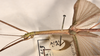 CollectionObject 1559545; daab65d1-a490-4925-9187-c093a27b59df: copyright OUMNH. male: head & thorax, lateral view of Necroscia iolas (holotype). (CollectionObject).