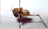 CollectionObject 1516541; NNM 3225229, f42e48b3-0e75-43e7-be4d-a065272784d0: male, lateral view. (CollectionObject).