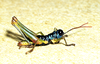 Micropaon lucens Descamps & Rowell, 1984: male, lateral view. (Otu).