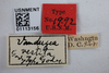 Other: !! display not done !! on Vanduzea vestita Goding, 1893: (Observation).