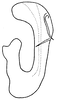 Aedeagus, lateral view on Arocephalus (Arocephalus) longiceps (Kirschbaum, 1868): (Observation).