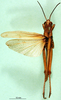 CollectionObject 1501604; ce8bdf40-22a4-46dd-9381-8f09b4fe5619: male, dorsal view (syntype). (CollectionObject).