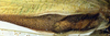 CollectionObject 1517581; 7b0c8b8d-133a-4a24-88c3-de92eca69923: female left mirror area (lectotype). (CollectionObject).