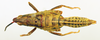 CollectionObject 1518461; 961b6896-6c30-4723-9b12-da5c32fc77c7: female, dorsal view (holotype). (CollectionObject).