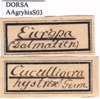 CollectionObject 1538379; 1e2f4fb9-9148-4ec5-b627-7a9bffdbf5a2: labels. (CollectionObject).