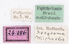 CollectionObject 1562367; NMW 241, 8a2be2e5-1ebe-4b1c-9056-d28ea6c97808: copyright NMW. female, data labels (syntype). (CollectionObject).