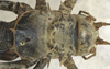 CollectionObject 1497408; 6c353f14-0264-4356-913d-f99d507d6bad: male pronotum, dorsal view. (CollectionObject).