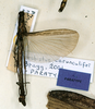 CollectionObject 1563603; eec51c90-bcd2-45c0-a990-c2d71fc7b8c9: copyright CUMZ, Cambridge. male of synonym Presbistus carunculifer (paratype). (CollectionObject).