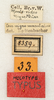 labels (syntype). Depicts CollectionObject 1531551; 95309bbb-37af-4256-b8e7-c6e58bd295fa, a CollectionObject.
