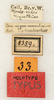CollectionObject 1531551; 95309bbb-37af-4256-b8e7-c6e58bd295fa: labels (syntype). (CollectionObject).