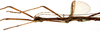 CollectionObject 1578597; 219e7698-1af5-4718-9672-3c56d415ae77: copyright ISNB, Brussels. male: head & thorax, lateral view (holotype). (CollectionObject).