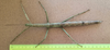 CollectionObject 1597679; 0c981c47-2724-4cb7-9f80-a067884b2742: copyright CEIOC Rio de Janeiro. female of synonym Cladomorphus petropolisensis, dorsal view (holotype). (CollectionObject).