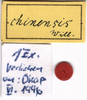 CollectionObject 1537605; 2f521b70-e9f0-4051-94ad-4108adbac03e: labels (male syntype). (CollectionObject).