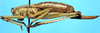 Leptoteleutias exilis Beier, 1962: female, lateral view (allotype). (Otu).