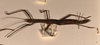 CollectionObject 1560672; e3e29883-1467-4429-bd3a-03a01de2eb54: copyright OUMNH. female, lateral view (holotype). (CollectionObject).