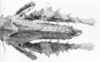 CollectionObject 1525186; ddca25fa-3b4b-4509-a69f-4ca636110407: female, abdomen end, dorsal view (allotype of Nicarchus enyalius). (CollectionObject).