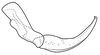 Stylus on Coarctana striata Domahovski & Cavichioli, 2023: Male holotype [DZUP]: style, lateral view. (Observation).