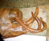 CollectionObject 1568259; e9e073e5-51b5-4ce5-8ad4-e1c01cf1af14: male abdomen tip, lateral view (holotype of Angustithorax spiniger). (CollectionObject).