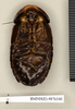 CollectionObject 1572959; a5c4a28d-3c47-4784-829e-5f47290a7fb9: Copyright Natural History Museum, London. Non-type (adult female) in BM(NH). Ventral view. (CollectionObject).