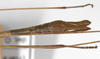 CollectionObject 1558047; 18ad1de7-83f6-4a08-a4b5-7a13d992cd31: copyright ZMHB, Berlin. male: end of abdomen, ventral view (syntype). (CollectionObject).;CollectionObject 1558048; ec519d3d-276b-4cc7-b1c8-1737c64766b4: copyright ZMHB, Berlin. male: end of abdomen, ventral view (syntype). (CollectionObject).