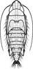 Nymph on Portanus Ball, 1932: (Observation).