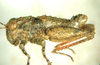 Lithidiopsis carinatus Dirsh, 1956: male, lateral view. (Otu).