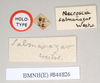 CollectionObject 1561863; NHMUK(SF IMPORT DUPLICATE) 844826, b4146294-8c98-4a66-910c-b6e6175de207: copyright Natural History Museum, London. female, data labels [square label reversed] of Necroscia salmanazar (holotype). (CollectionObject).