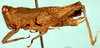 CollectionObject 1574682; dab02623-c1b8-4acc-86b9-963106ed9ae5: female, lateral view (syntype). (CollectionObject).