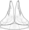 Subgenital plate, ventral view on Brazosa espatula Pinedo-Escatel & Dietrich, 2020: valve and subgenital plate, ventral aspect. (Observation).