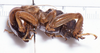 CollectionObject 1532484; d5bf0df3-3594-4eaf-923b-15ef81833a40: (CollectionObject).