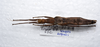 CollectionObject 1576184; 5ef8a5a5-37cc-4114-8cdc-92428853ca96: copyright ZRC, Singapore. female, dorsal view (paratype). (CollectionObject).
