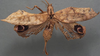 CollectionObject 1505732; 9d5f6d31-a5e6-458b-aedc-a7afb7985865: female, dorsal view (holotype). (CollectionObject).