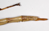 CollectionObject 1558954; d96281f4-62b5-42fc-9e6d-c9cbdae770be: copyright ZMHB, Berlin. female: end of abdomen, dorsal view of synonym Hermarchus annulatus (holotype). (CollectionObject).