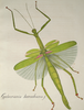 CollectionObject 1558777; 6beb8db3-2d89-4c24-b4e8-702486cd2880: from Charpentier 1845. female of synonym Cyphocrania herculeana (holotype). (CollectionObject).